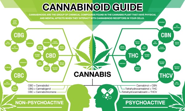 Read more about the article Comprehensive Analysis of Antimicrobial Susceptibility Test of Cannabis sativa on Multidrug Resistant Bacterial Isolates