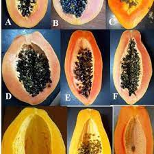 Read more about the article Development and Quality Evaluation of Papaya Malt