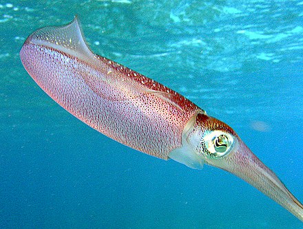 Read more about the article Review of the comparison between the early paralarvae stages of threesquid species of the family Loliginidae (Cephalopods Myopsida) fisheryOceanographic variability between Cabo de Sao Tome and Cananeirain Southeastern Brazil